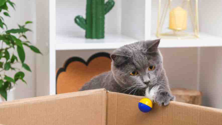 Strategies to Mitigate Stress in Cats During Moving