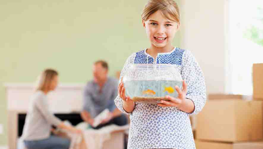 How to Move a Fish Tank When Moving House